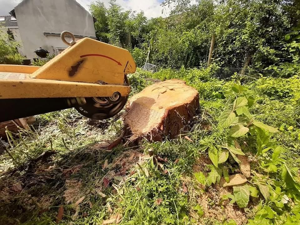 Rognage de souche d'arbre dans le Condroz par Clair et Vert